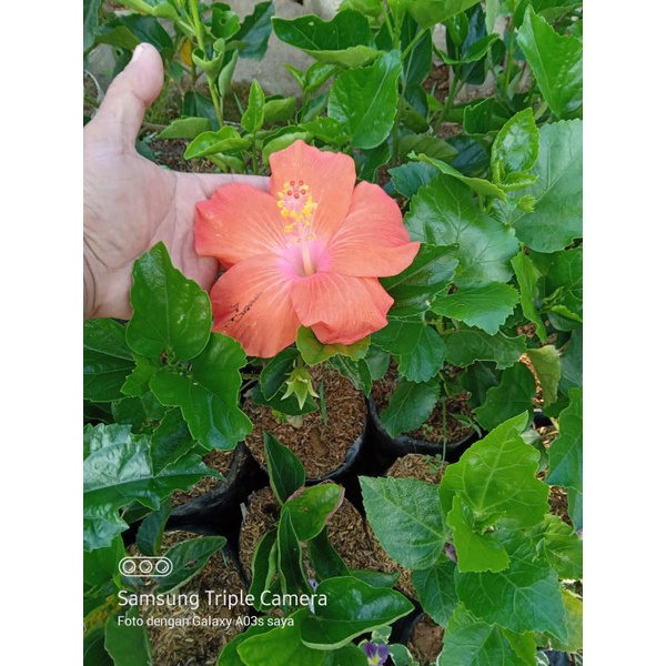 Bunga sepatu / Hibiscus rosa sinensis