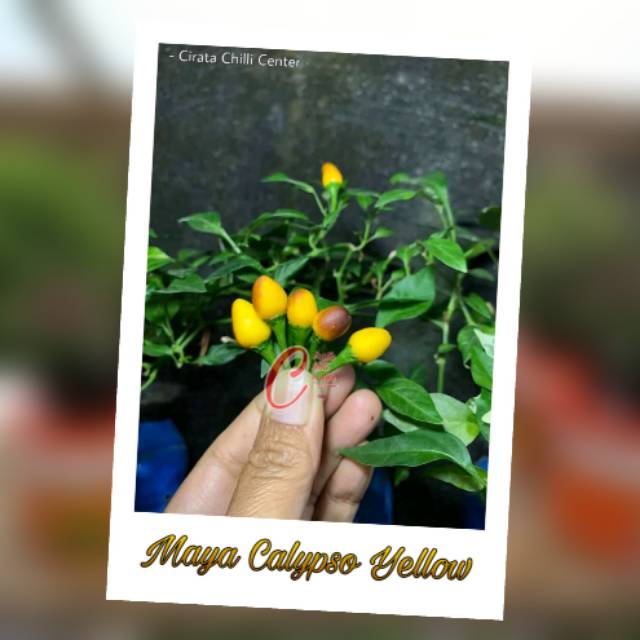 

Buah / Biji MAYA CALYPSO YELLOW