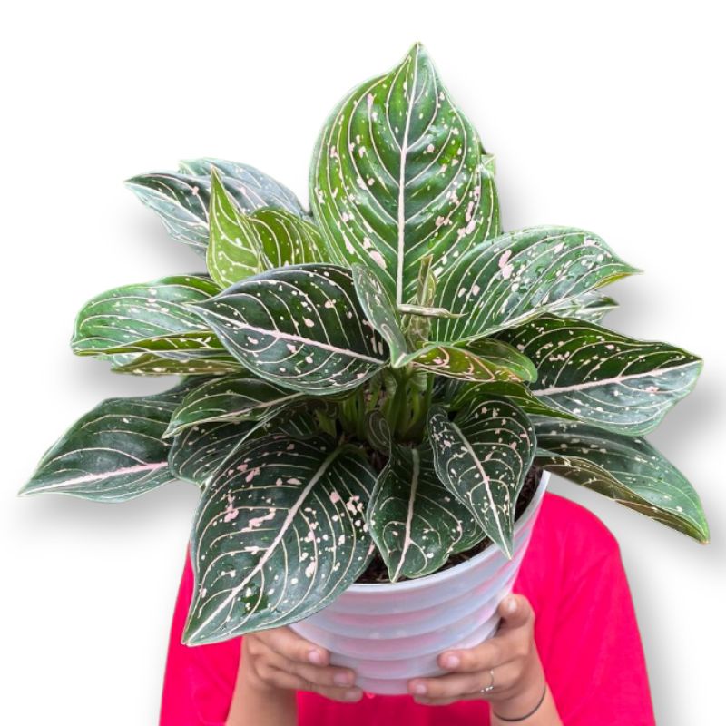 Aglonema Siti Nurbaya ekonomis Tanaman hias aglonema ekonomis aglonema Siti Nurbaya murah aglo Siti 