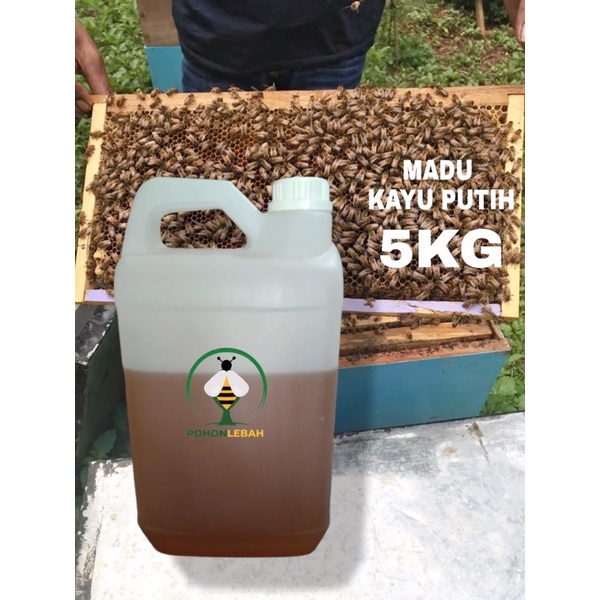 

madu asli nektar bunga kayu putih 5 kg MADU