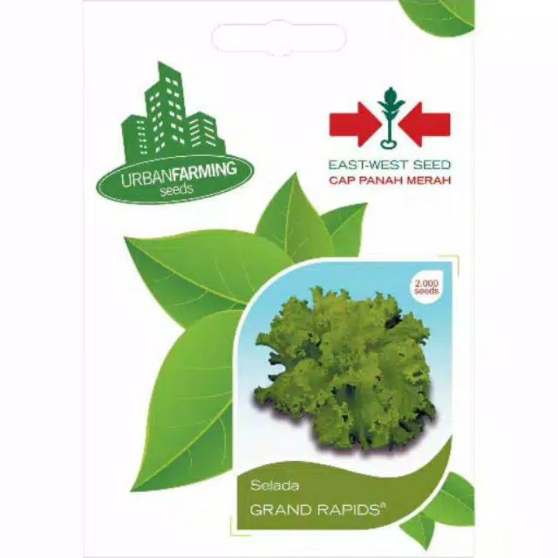 CAP PANAH MERAH - BENIH SELADA GRAND RAPIDS