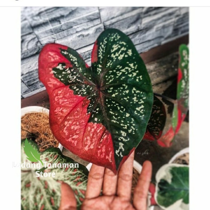 keladi baret remaja /keladi baret