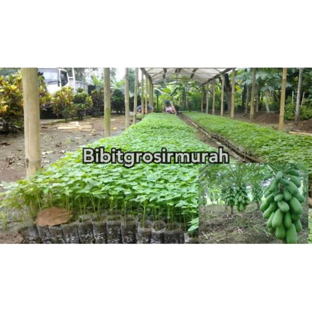Bibit buah pepaya california/kates california super