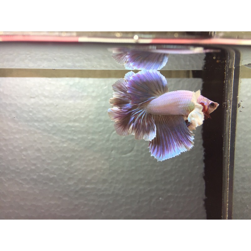 HM DUMBO EAR WHITE PLATINUM & DUMBO EAR LAVENDER