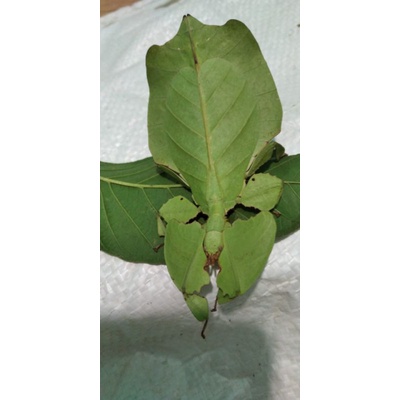phylium belalang daun hidupan 1 ekor