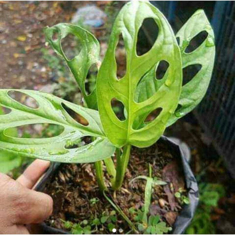 janda bolong 2 daun