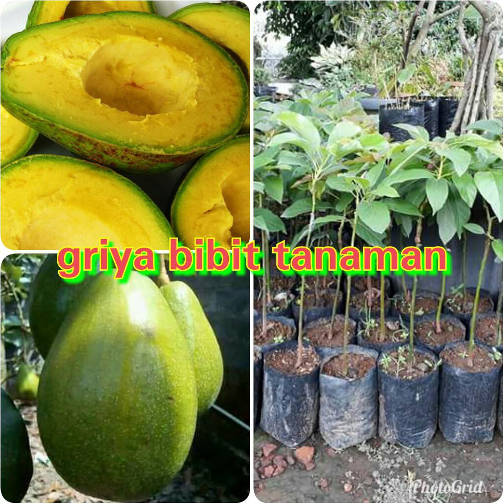 Pah1Ng Bibit Buah Alpukat Mentega Kendil Jumbo Super Asal Okulasi