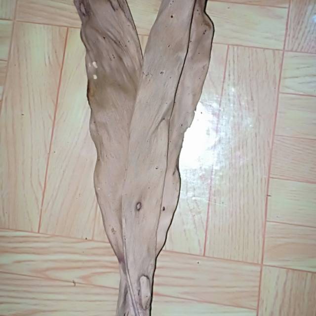 

Daun kapulaga kering 100 gram