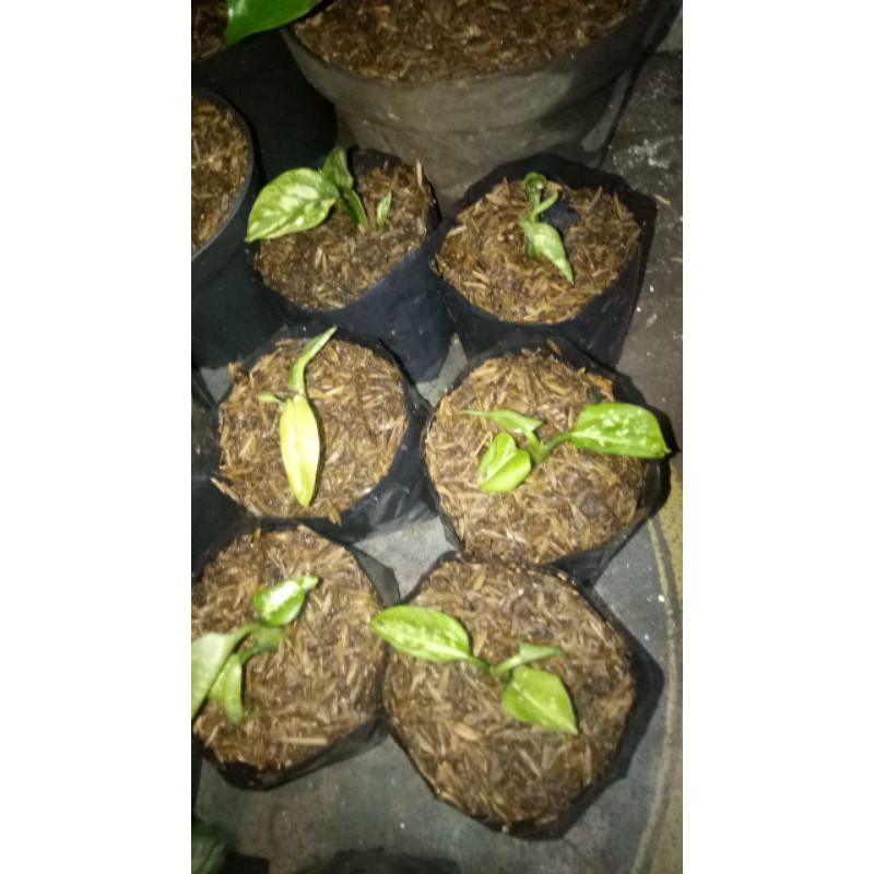 benih tanaman hias aglonema super white baby daun 2-3 lembar