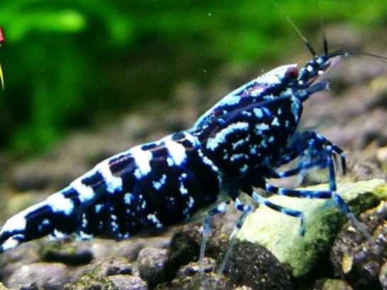 Promo!!! Tang Potong 6 Merk Tv