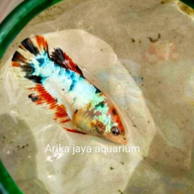 Cupang Plakat fancy betina line marbel blue rim hellboy fccp murah ecer grosir