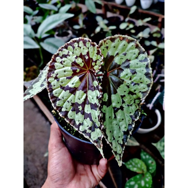 new sp begonia butterfly borneo