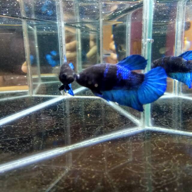 Cupang blue avatar/bbl (bukan blurim, plakat,fancy,nemo)