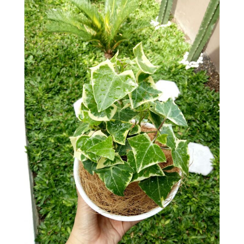 Ivy Bintang / Ivy English