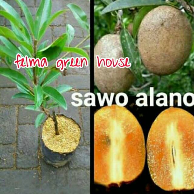 Bibit buah sawo alano