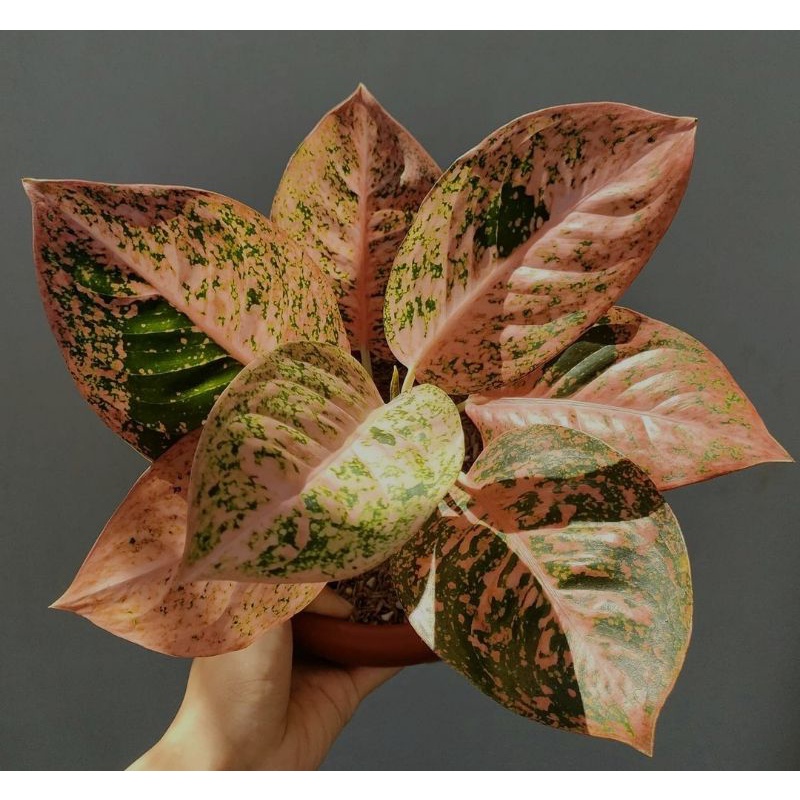 (COD) bibit bonggol aglonema orange stardust