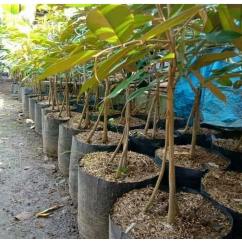 pohon buah durian musangking kaki 3 / pohon duren musangking