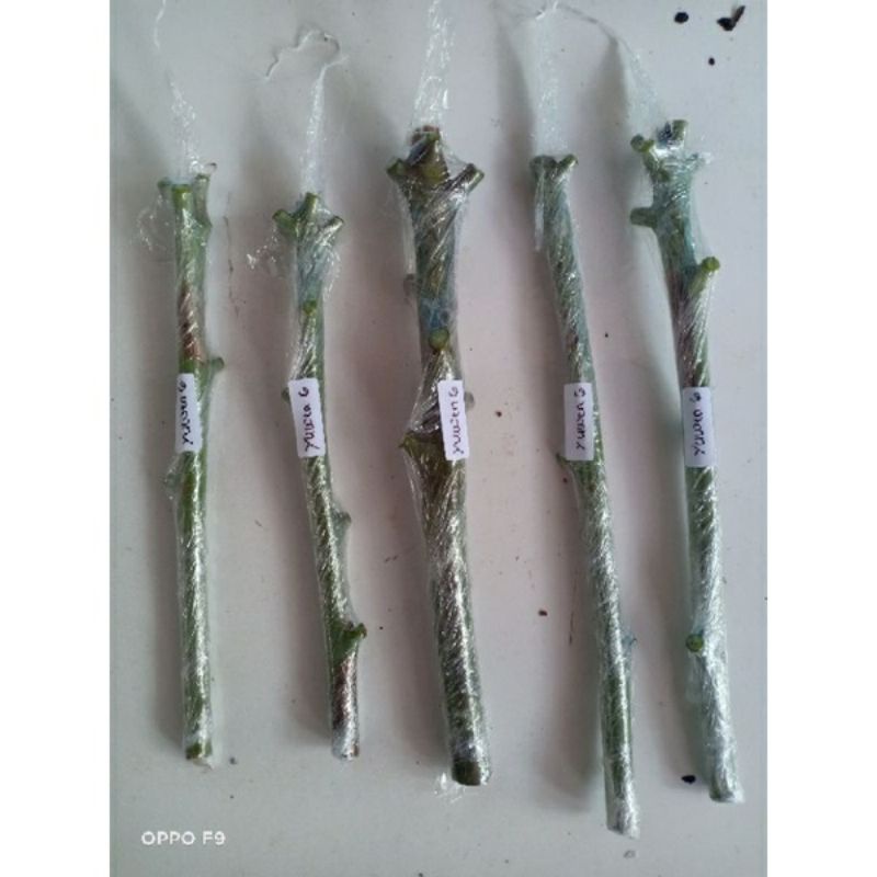 Entres Mangga Miyazaki Asli