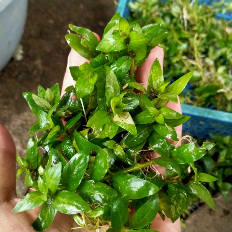 strogen repens isi 20 btg