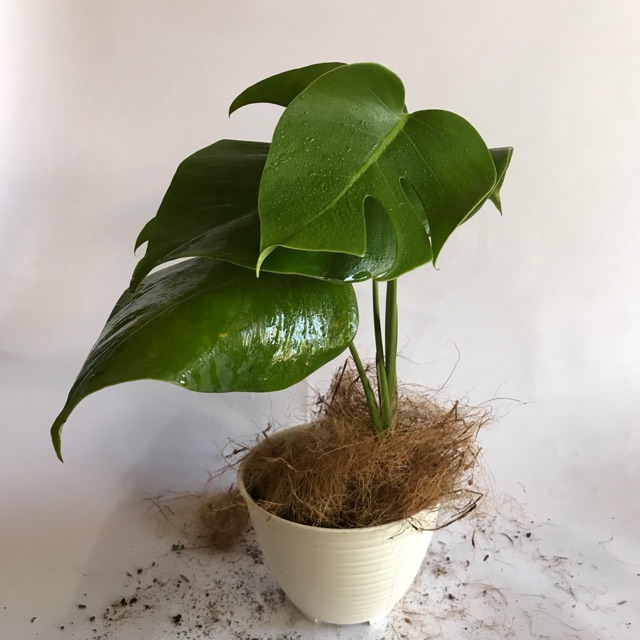 Monstera Varigata Variegata Splash Deliciosa Calon Monstera King Borsigiana Shopee Indonesia