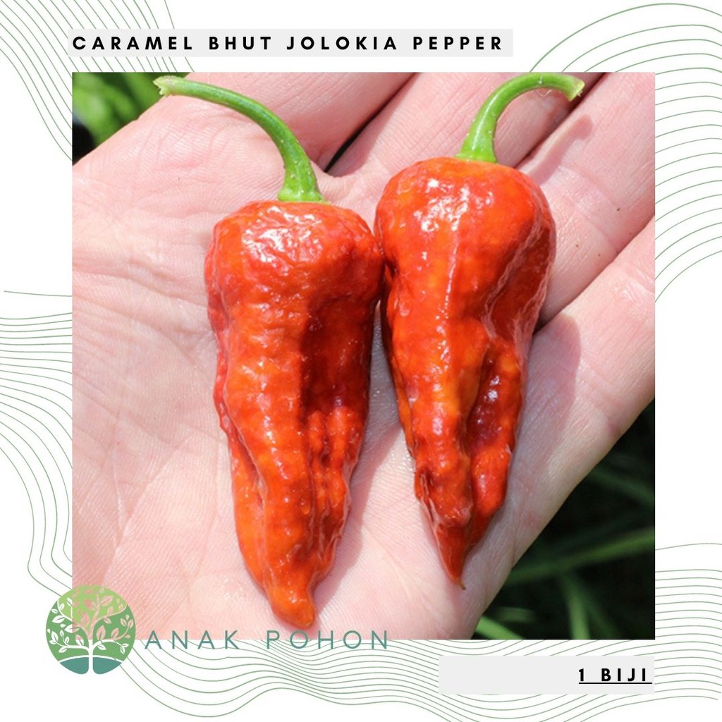 Benih Bibit Biji - Cabai Caramel Bhut Jolokia Karamel Ghost Pepper Seeds