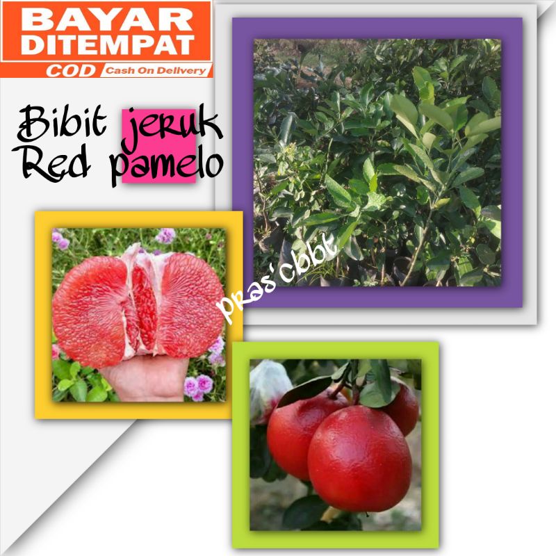 Bibit jeruk red pamelo super genjah