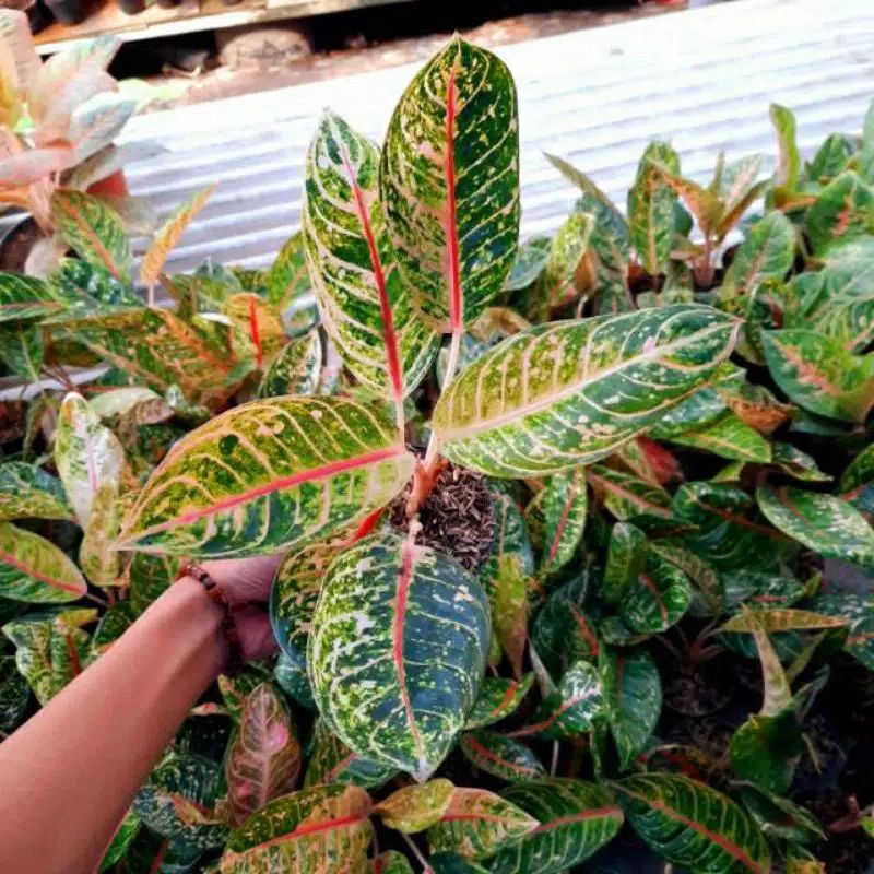 aglonema Dona Carmen /Bunga Hidup Murah