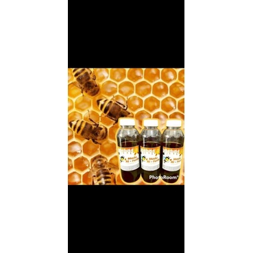 

madu ternak malifera nektar akasia