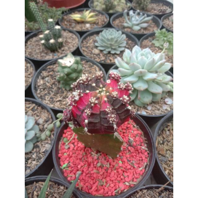 Tanaman Hias Kaktus Grafting Import Gymno Blackpink