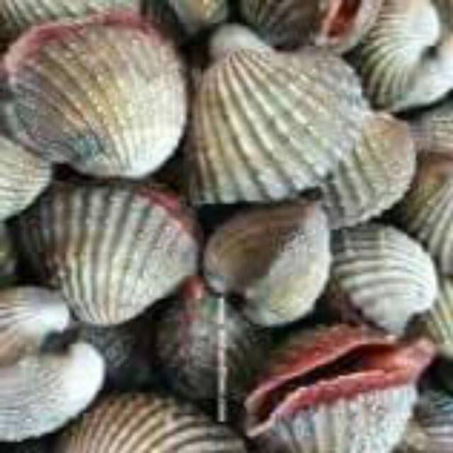 

Kerang Laut