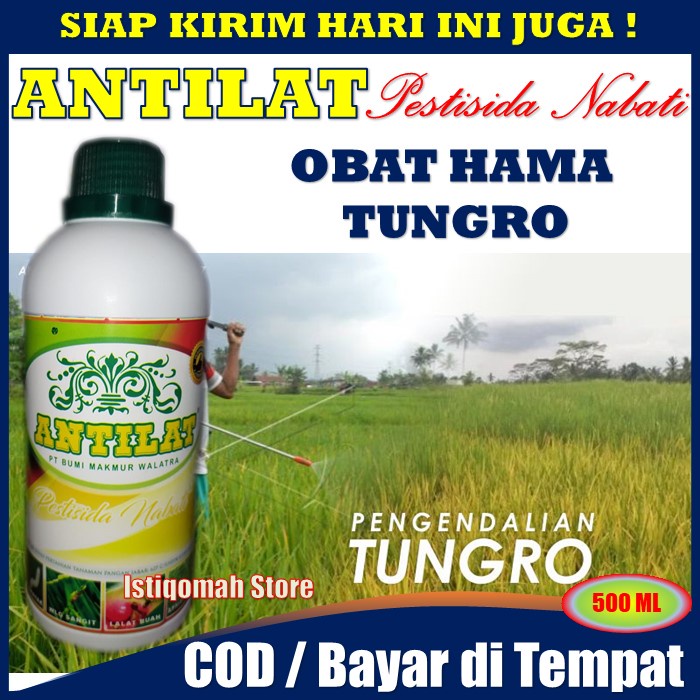 ANTILAT 500ml Pestisida Nabati Insektisida Pembasmi Tungro - Obat Semprot Hama Tungro - Pestisida Untuk Tungro - Insektisida Untuk Penyakit Tungro Pada Padi - Pestisida Tungro - Pestisida Untuk Penyakit Tungro pada Tanaman Padi PALING AMPUH TERLARIS