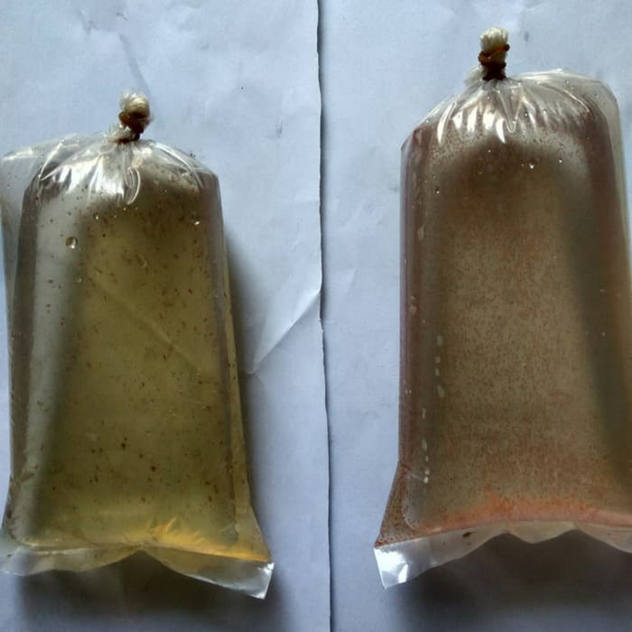 TERMURAH Kutu air Dapnia magna Dan kutu air moina sp. pilih salah Satu.