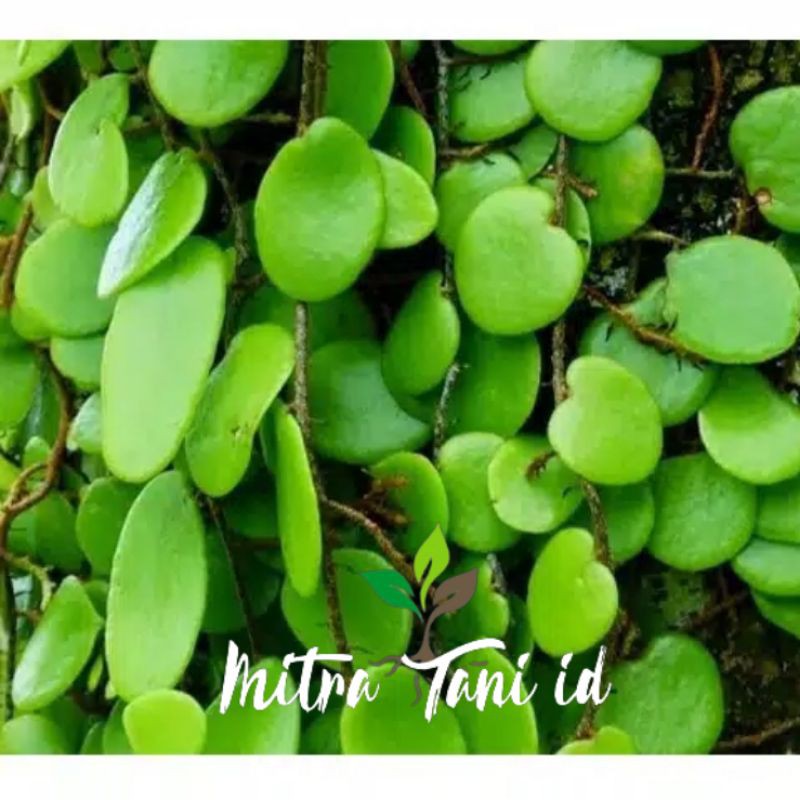 

Daun sisik naga fresh