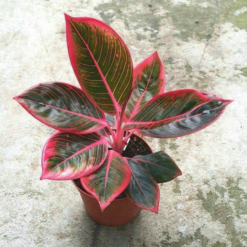 Tanaman hias hidup aglonema lipstik / aglonema merah /bunga aglonema red aglaonema murah bunga hidup