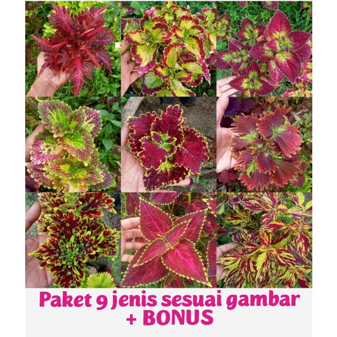 Tanaman Hias Murah 9 Jenis Bunga  Miana Langka Miana Premium