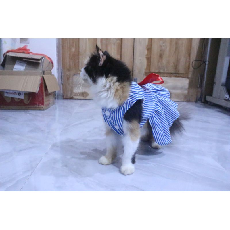 Dress strip motif #181 lucu untuk kucing dan anjing / baju kucing murah size S M L XL