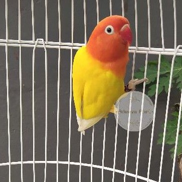 Lovebird Biola Lutino MH / Mata Hitam Dewasa