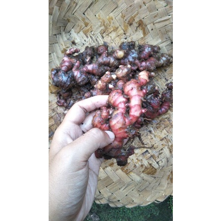 

Jahe Merah Fresh 1 kg bersih
