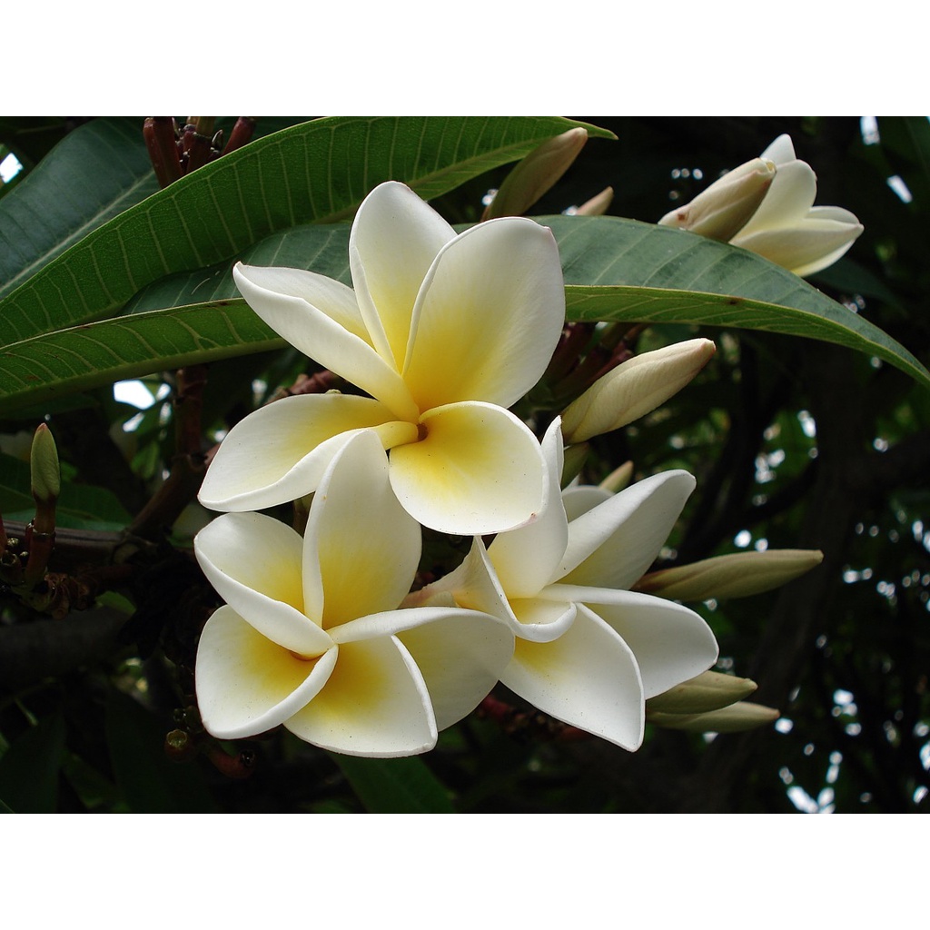 Frangipani 100% Pure Essential Oil 100 ml