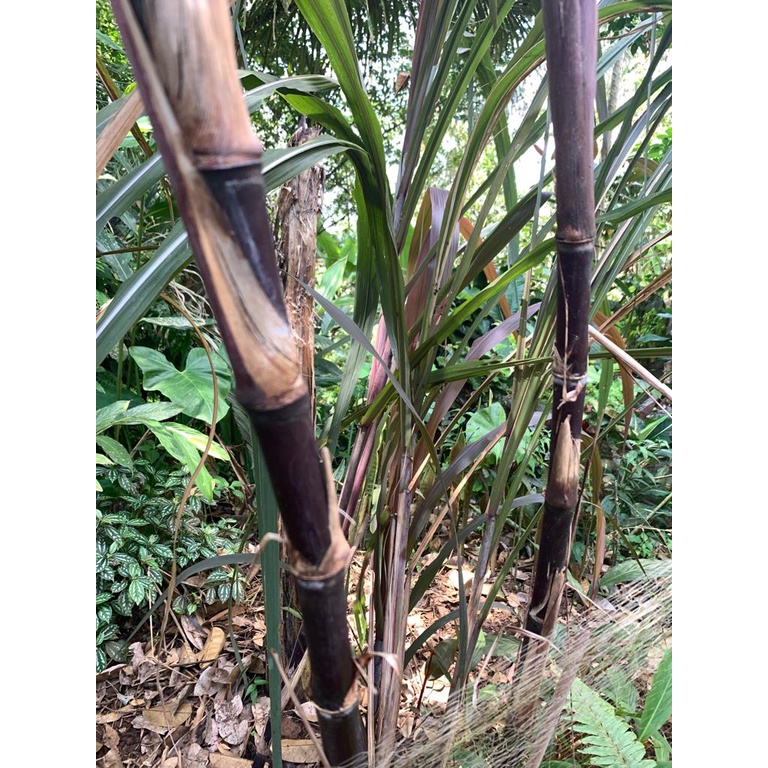 Stek tebu ireng - bibit tebu hitam siap tanam