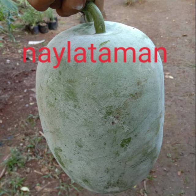 2,6 Sampay 3 kg Buah Beligo-Beligo/Kundur fres