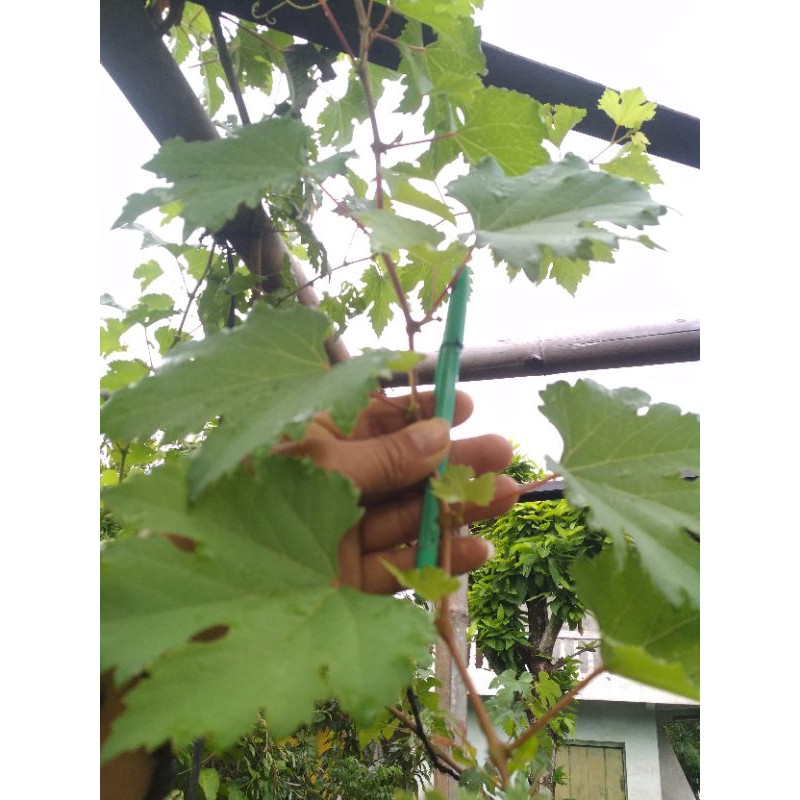 5batang entres anggur ninel