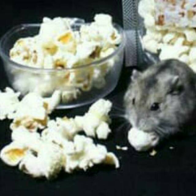 MAKANAN HAMSTER - POPCORN HAMSTER