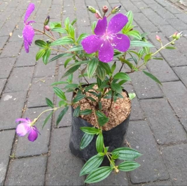 Tanaman Bunga Hias Tibouchina Senggani Shopee Indonesia