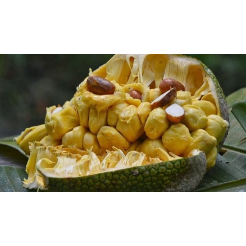 

KHUSUS BANJAR | Buah Cempedek / Tiwadak 1 kg