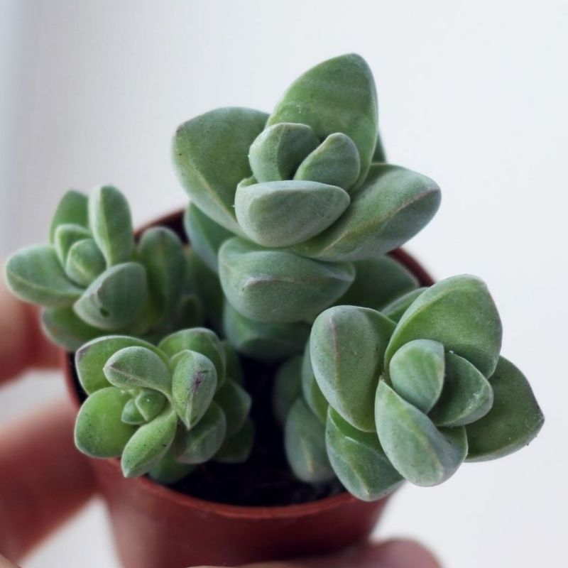 Sukulen Crassula Moonglow