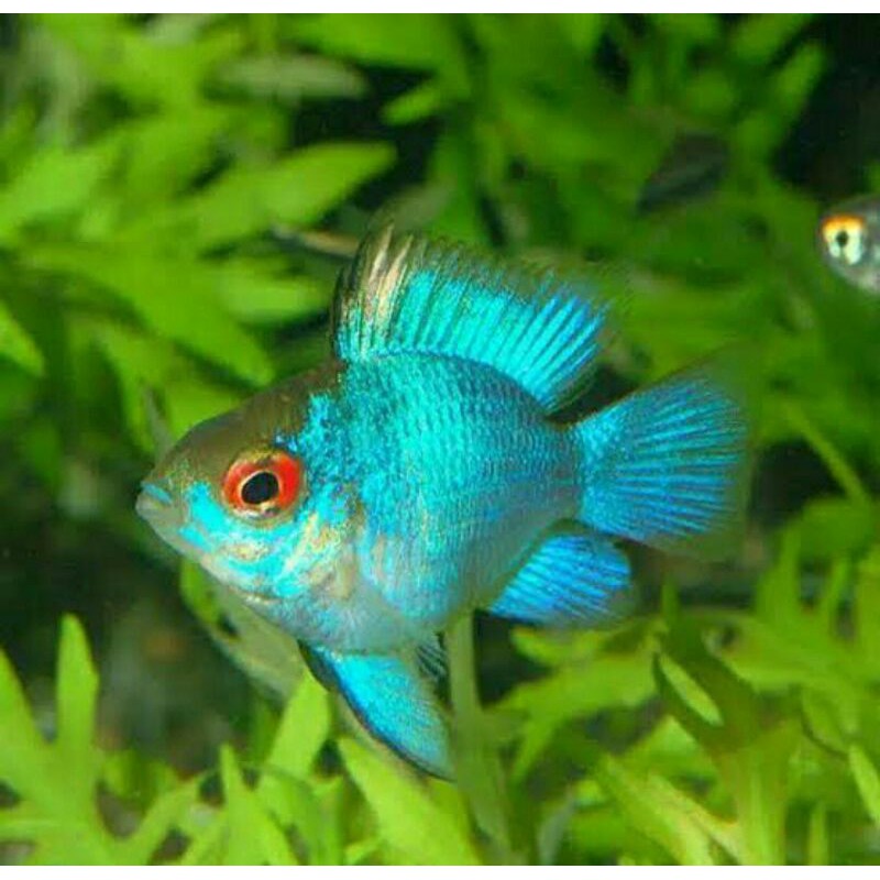 ramirezi blue electric