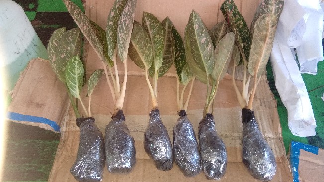 Tanaman Aglonema Dona Carmen