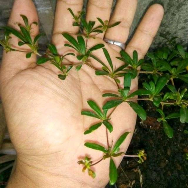 Bahan Bonsai Bucida Spinosa Geometri Black Olive Impor