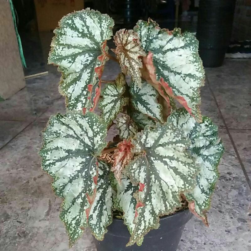Tanaman Hias begonia